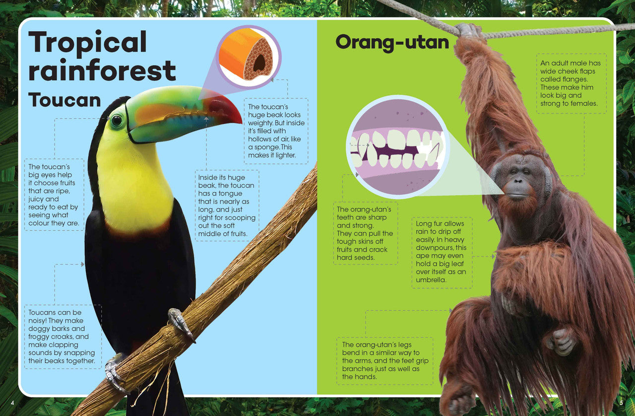 Explore & Learn Book Kit Animals Explorer