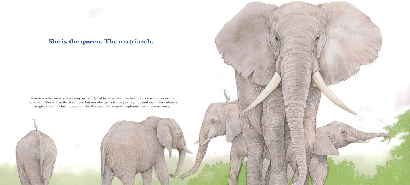 She Leads: The Elephant Matriarch