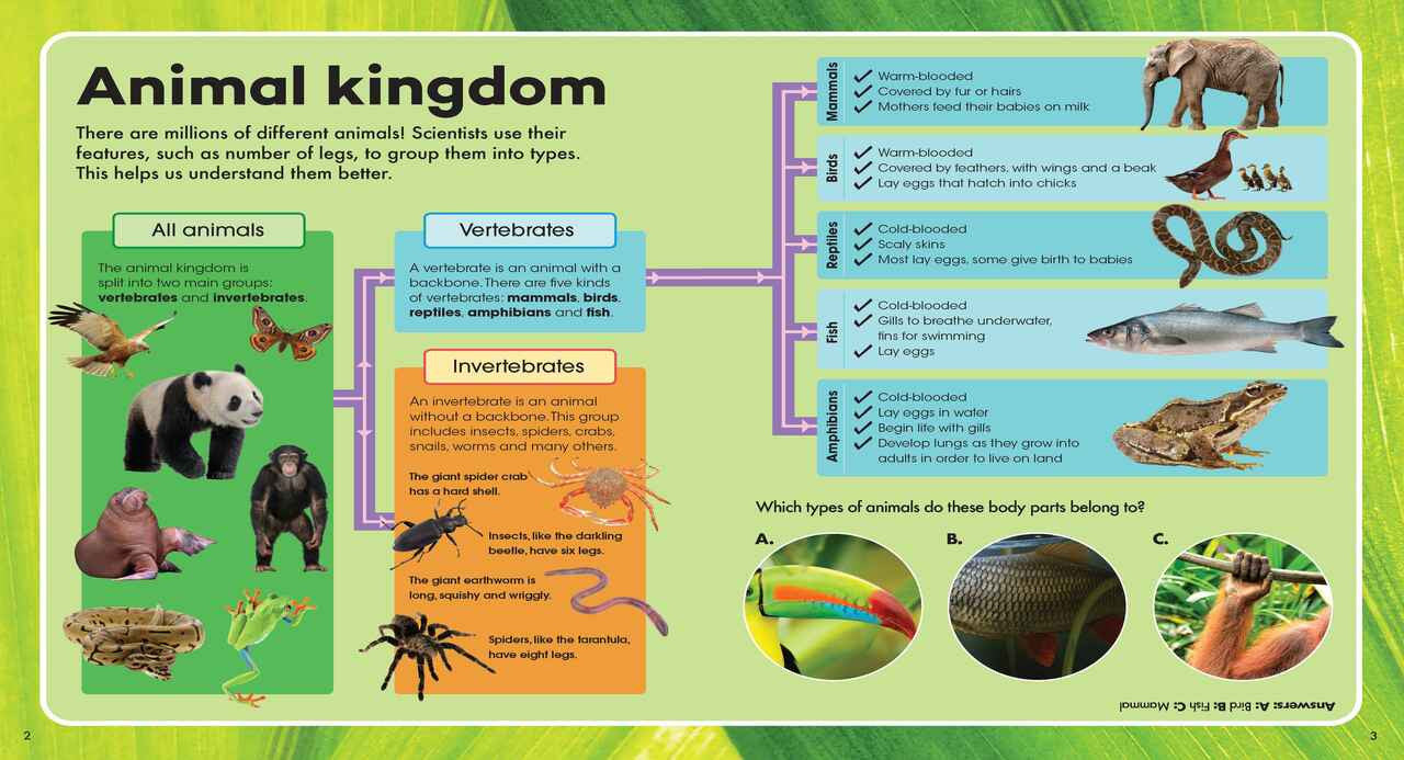 Explore & Learn Book Kit Animals Explorer